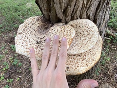 Cerioporus squamosus
