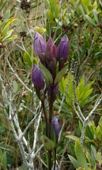 Gentiana sceptrum