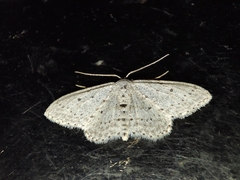 Idaea minuscularia