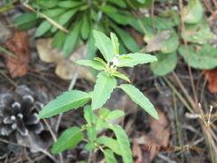 Croton glandulosus