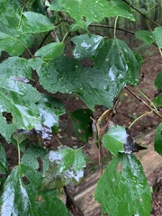 Acer