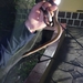 Long-lined House Snake - Photo (c) asclepiussnakebitefoundation, some rights reserved (CC BY-NC)