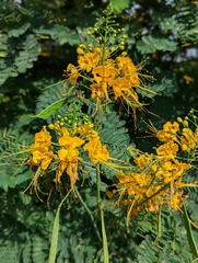 Parkinsonia aculeata