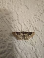 Idaea rusticata