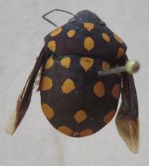 Pachycoris
