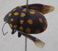 Pachycoris