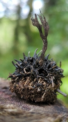 Xylaria liquidambar