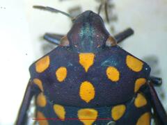 Pachycoris