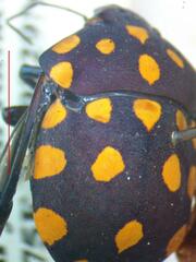 Pachycoris