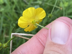 Ranunculus acris