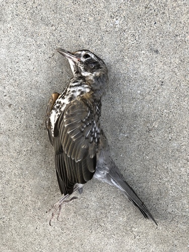American Robin photographed in Nevada