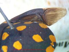 Pachycoris