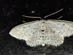 Idaea minuscularia