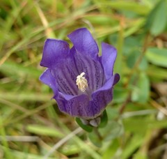 Gentiana sceptrum