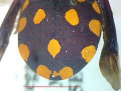 Pachycoris