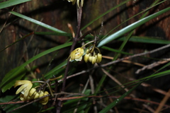 Erythrorchis cassythoides