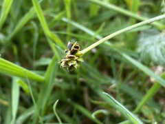 Ranunculus acris