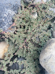 Euphorbia serpens
