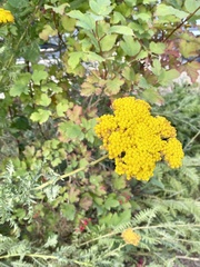 Achillea filipendulina