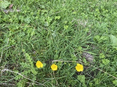 Ranunculus acris