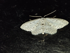 Idaea minuscularia