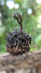 Xylaria liquidambar