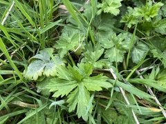 Ranunculus acris