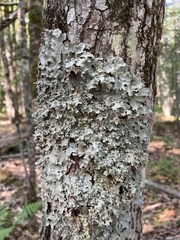 Ricasolia quercizans