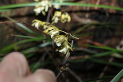 Erythrorchis cassythoides