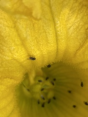 Aphis gossypii