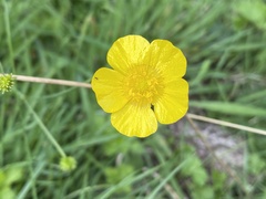 Ranunculus acris