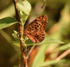 Boloria bellona