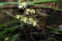 Erythrorchis cassythoides