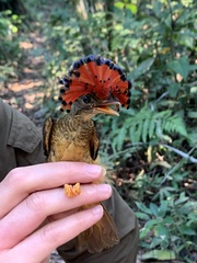 Onychorhynchus coronatus