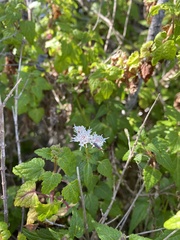 Ageratina glechonophylla