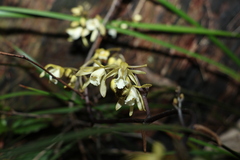 Erythrorchis cassythoides