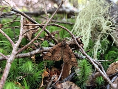 Pseudocoremia productata