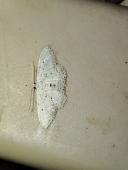 Idaea minuscularia