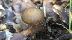 Psilocybe subtropicalis