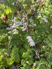 Ageratina glechonophylla