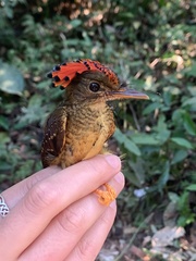 Onychorhynchus coronatus