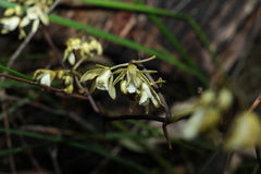 Erythrorchis cassythoides