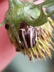 Calligrapha bidenticola