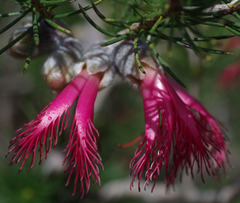 Melaleuca rupestris