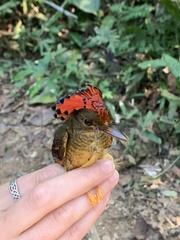 Onychorhynchus coronatus