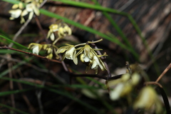 Erythrorchis cassythoides