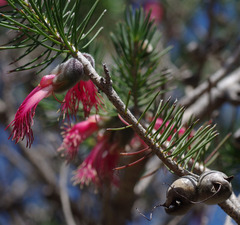 Melaleuca rupestris