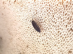 Oniscidea