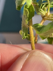 Croton glandulosus septentrionalis