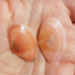 Bosemprella incarnata